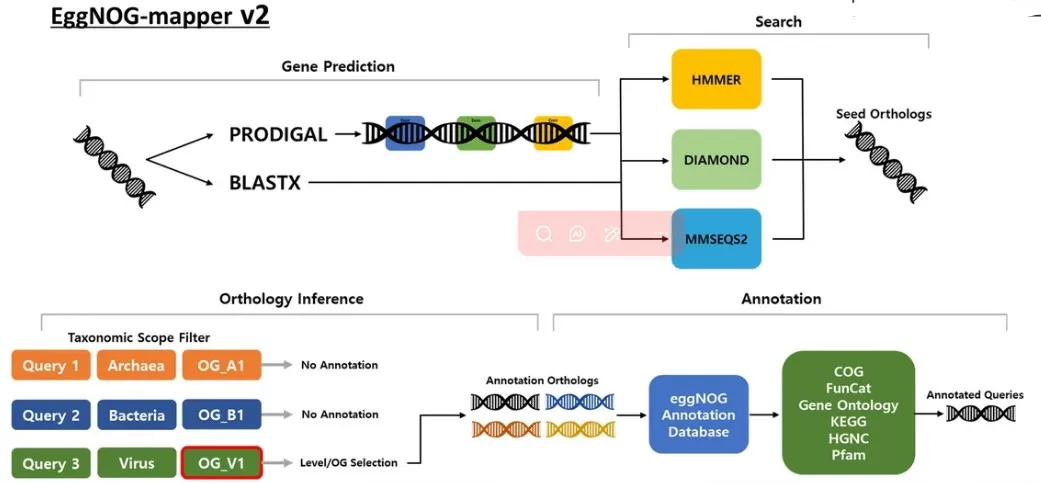 EggNOG-mapper v2 workflow gene prediction orthology annotation